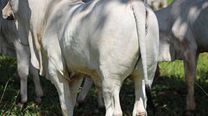bezerros nelore mk 004.jpg