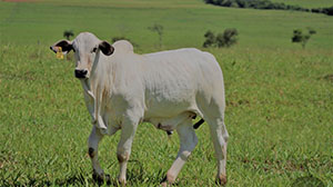bezerros nelore mk 006.jpg
