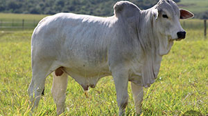 bezerros nelore mk 016.jpg