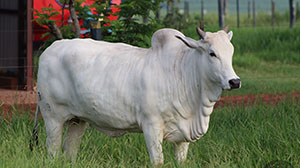 baladina fiv bons 4231.jpg