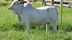 colonial fiv da fmka 816.jpg