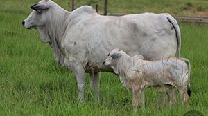 jasmine fiv fvc com cria ao pe.jpg