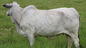 jasmine fiv fvc.jpg