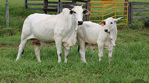 ternura fiv col 27187.jpg