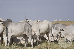 nelore macho 015.jpg