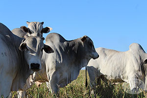 nelore macho 016.jpg