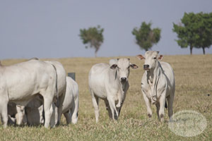 nelore macho 017.jpg