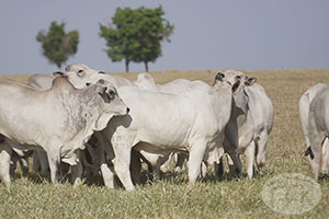 nelore macho 019.jpg