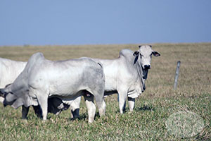 nelore macho 021.jpg