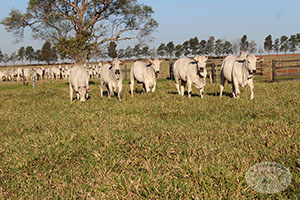 nelore macho 024.jpg
