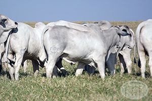 nelore macho 025.jpg