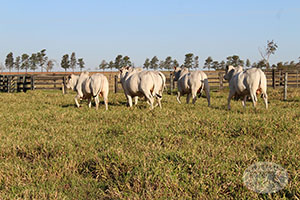 nelore macho 026.jpg