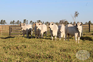 nelore macho 028.jpg