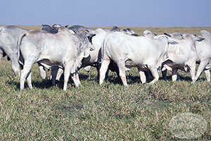 nelore macho 033.jpg