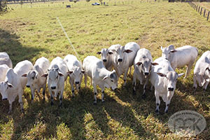 nelore macho 034.jpg